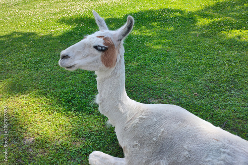 LLama in a field at summer day