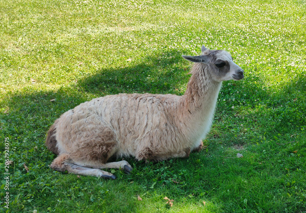 Obraz premium LLama in a field at summer day