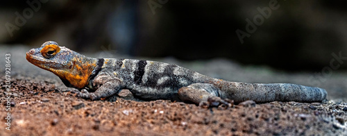 Bild auf Leinwand Baja blue rock lizard on the stone