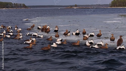 Dense flock of eider ducks rafting and resting on melting sea ice along a cold northern coastline, contrasting brown females and black-and-white males amid rippling blue water
