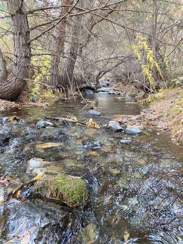 a small stream flowing through trees and rocks