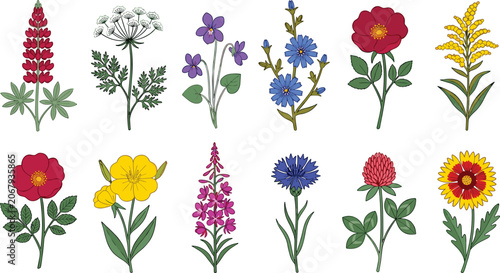 Cuadro en lienzo Wildflower and Meadow Plants Vector Illustration Set with Lupin, Clover, Chicory