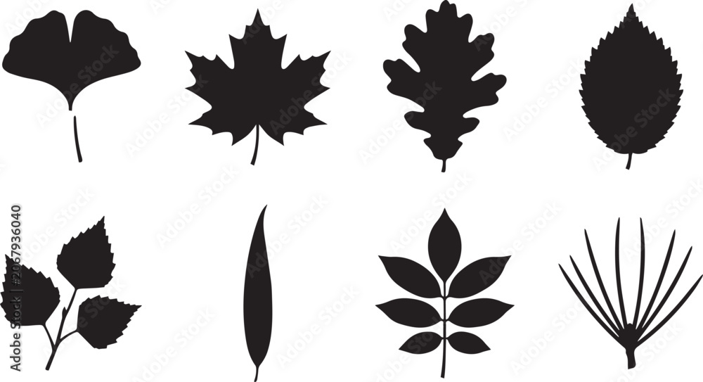 Fototapeta premium Tree Leaves Silhouette Set Featuring Maple Oak Ginkgo Biloba Birch Chestnut and Pine Needle Vector Elements