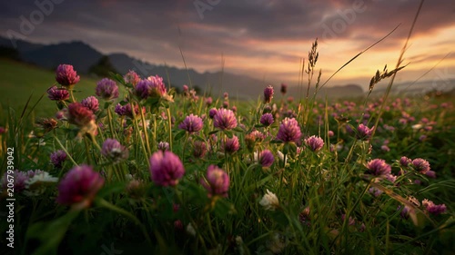 Sunset over a field of flowers with mountains in the background during evening time