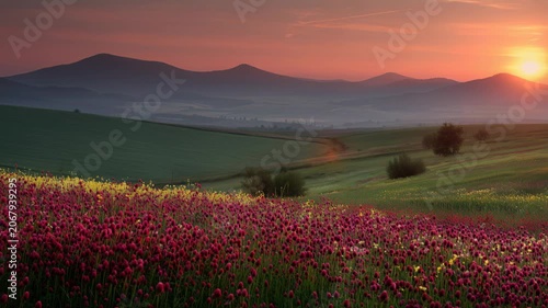 Sunrise over a field of flowers with mountains in the background and a clear sky in the morning
