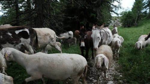 Pascolo di pecore e asini in mongna trentina
