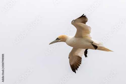 Northern Gannet Hovering in Flight Against Overcast Sky