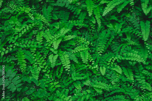 Lush green fern fronds covering the forest floor full frame texture.
