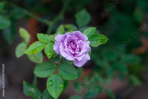 Beautiful purple rose flower blooming on the bush in a garden.