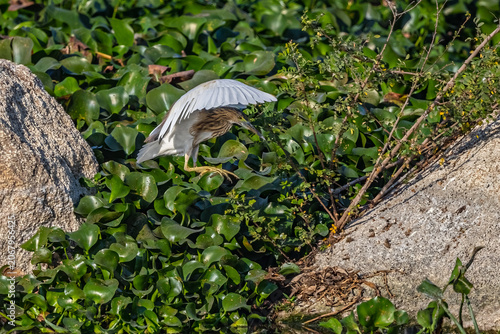 A Pond Heron