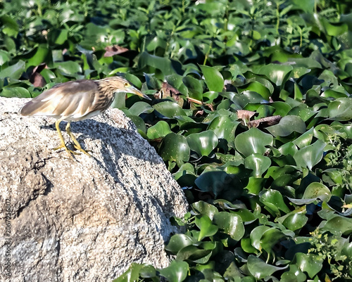 A Pond Heron