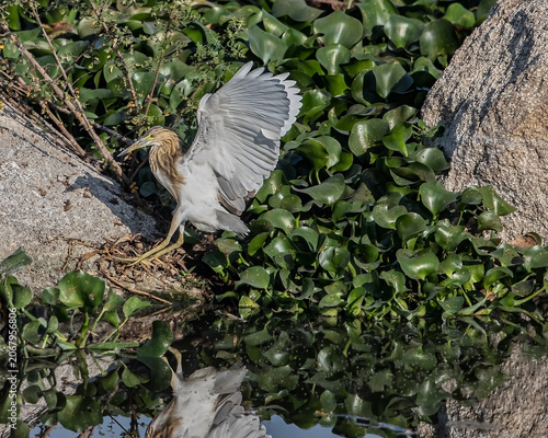 A Pond Heron