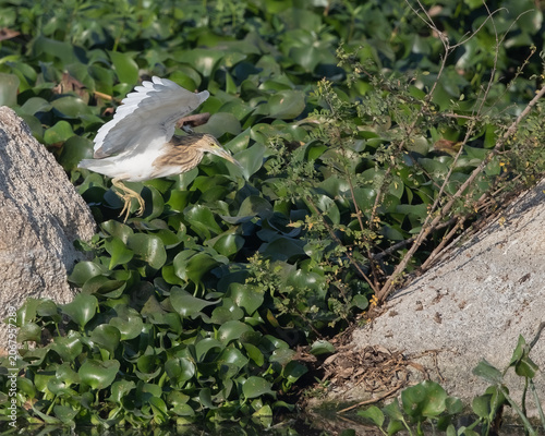 A Pond Heron