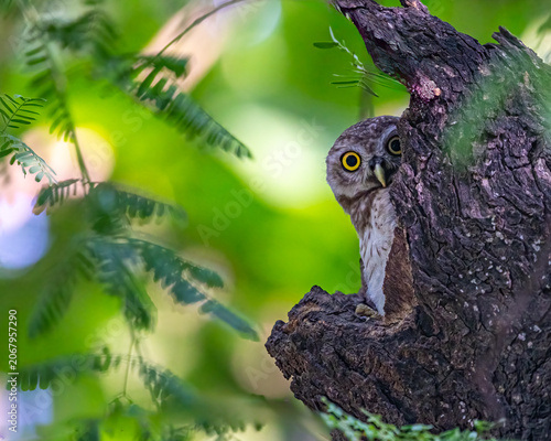 A Spotted owl