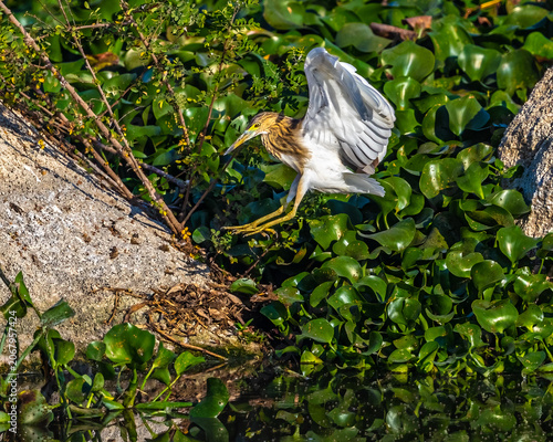 A Pond Heron