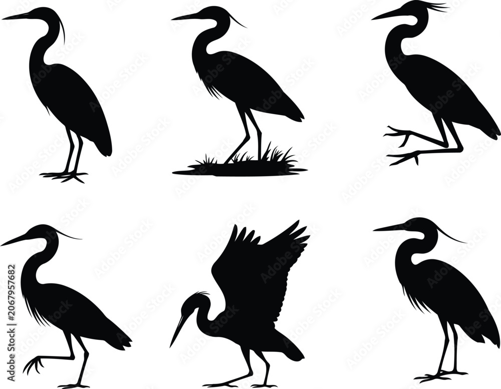 Obraz premium Set of black silhouettes of heron birds in various standing and walking poses
