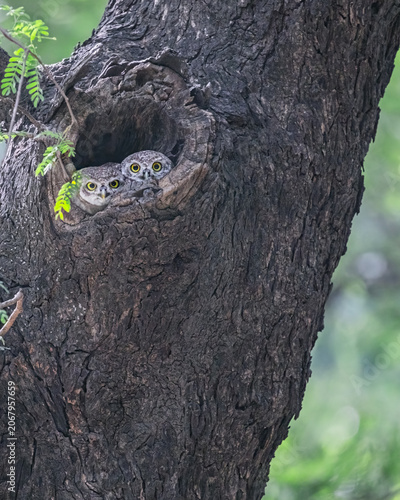 A pair of Spotted owl