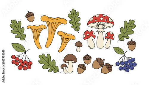 Set of hand drawn autumn forest treasures including wild mushrooms, oak leaves, rowan berries, and acorns on a white background.