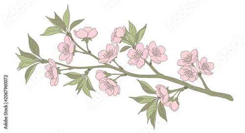 Pink Cherry Blossom Branch with Green Leaves Isolated
