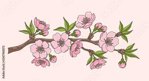 Pink Cherry Blossom Branch with Green Leaves Isolated