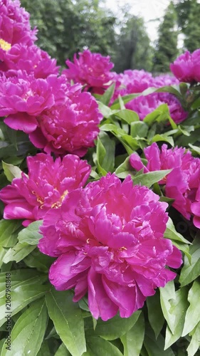 Bright magenta peonies blooming in a lush garden with green foliage. Natural floral background, vibrant summer colors and outdoor atmosphere