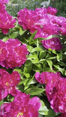 Vibrant magenta peonies in full bloom surrounded by green foliage. Bright summer flower bed with rich colors and natural garden background