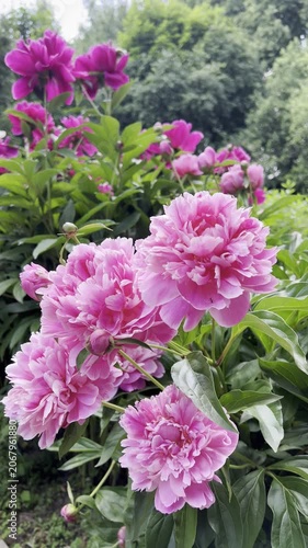 Blooming pink peonies with green foliage in a summer garden. Natural floral background with vibrant colors and fresh outdoor atmosphere