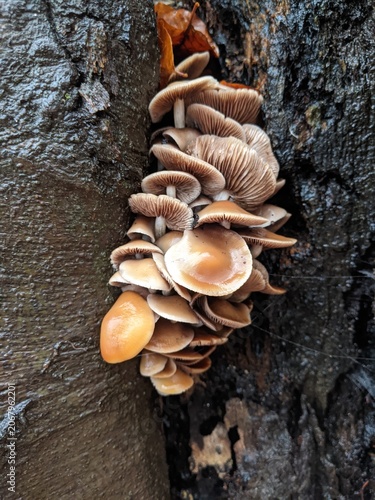Cluster of brown mushrooms grows on a tree trunk in a forest setting, highlighting their intricate gills and earthy tones.