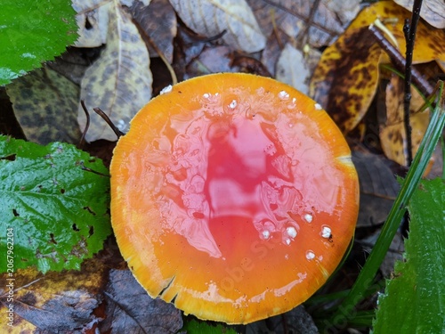 Vibrant red mushroom cap with raindrops in a forest of fallen autumn leaves.