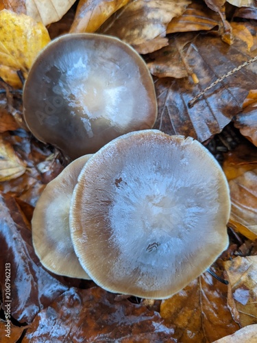 Close-up of three mushrooms nestled among fallen autumn leaves on the forest floor.