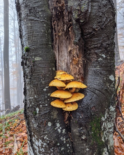 Golden mushrooms clustered in the hollow of a tree on a misty forest day.