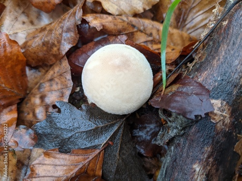 Close-up of a mushroom amidst autumn leaves on a forest floor, showcasing nature's textures and earthy tones.