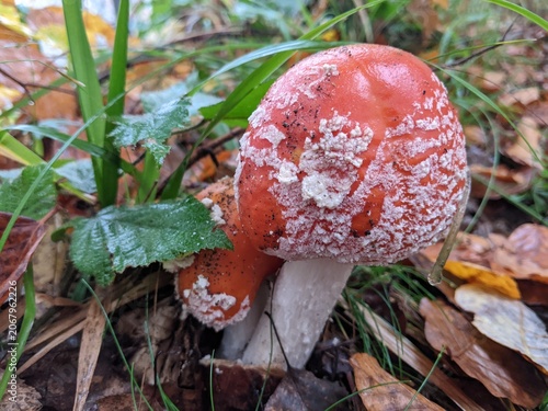 Close-up of a red and white mushroom in a forest setting, surrounded by green leaves and brown foliage.