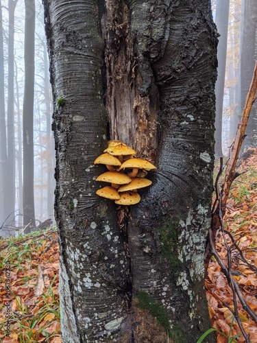 Cluster of vibrant mushrooms growing on a tree trunk in a misty forest.