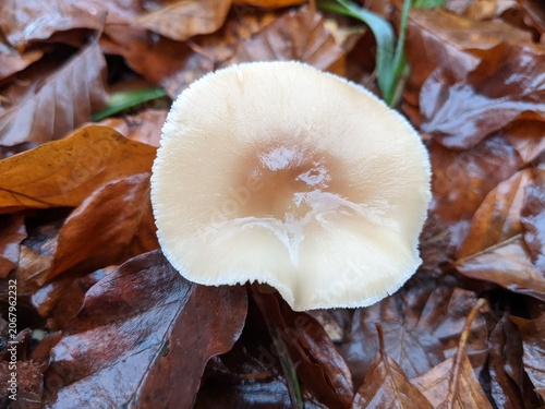 Close-up of a lone mushroom surrounded by fallen, wet autumn leaves in a forest.