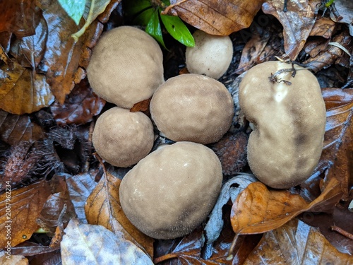 Brown mushrooms growing amidst fallen leaves in a forest setting.