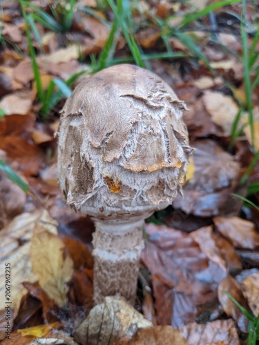 Close-up of a shaggy mushroom amidst autumn leaves in a forest setting.