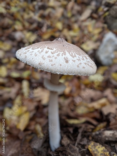 Close-up of a wild mushroom with a speckled cap in a forest setting among fallen leaves.