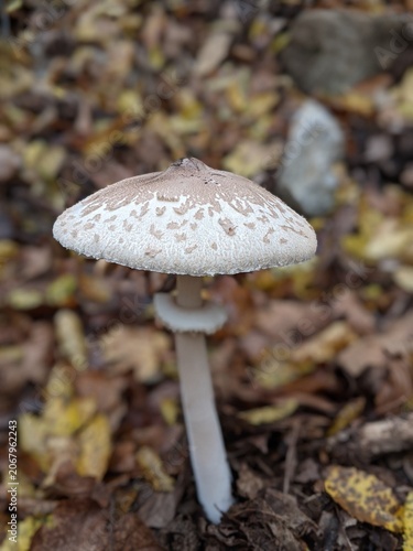 Close-up of a solitary wild mushroom in an autumn forest, surrounded by fallen leaves.