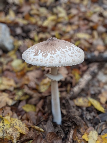 Close-up of a wild mushroom amidst autumn leaves on the forest floor.