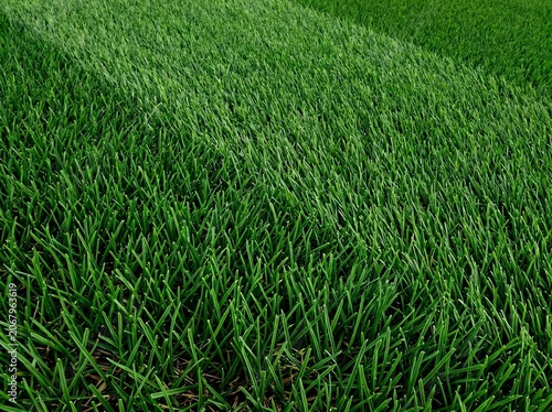green grass background