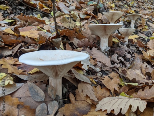 Wild mushrooms emerge from a forest floor blanketed in autumn leaves.