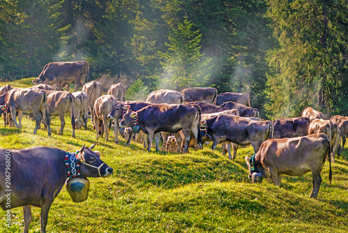 Viehscheid - Herde - Bad Hindelang - Kühe - Allgäu - Hinterstein