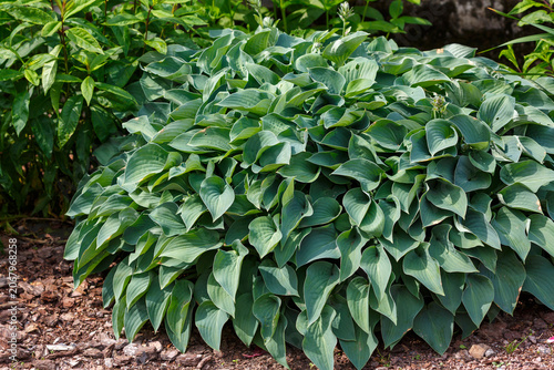 Tableau sur toile Hosta tardiana Halcyon is one of the best varieties in the blue host group, it retains its blue color longer than other varieties