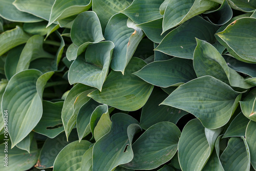 Photos Hosta tardiana Halcyon is one of the best varieties in the blue host group, it retains its blue color longer than other varieties