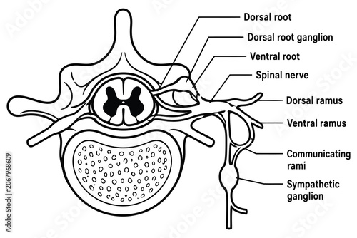 Принти на полотні Anatomy diagram of the human spinal cord and nerve roots Vector
