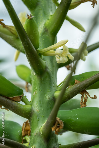 Beautiful yellow papaya flowers on a tree.