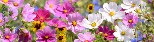 Foto Garten 1559