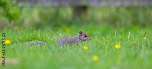 A beautiful grey squirrel in lush green grass. A tight depth of field makes the squirrel stand out against the natural scene. Good copy space. British wildlife. Mammal. Letterbox format image.