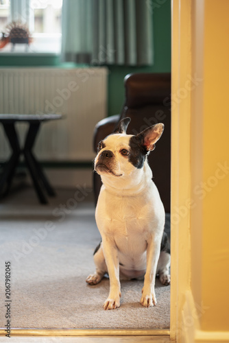 Boston Terrier dog sitting waiting patiently in a doorway of a room indoors. She is looking up towards her owner. The room behind, has a table and curtains.
